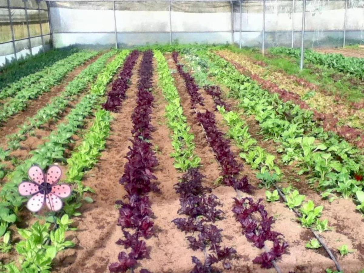 Quinta Dos Sabores Farm Houses Ribeira Grande Εξωτερικό φωτογραφία